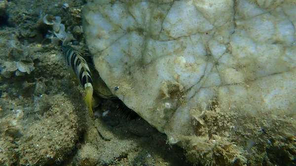 Βαμμένος Comber Serranus Scriba Undersea Aegean Sea Ελλάδα Χαλκιδική — Φωτογραφία Αρχείου