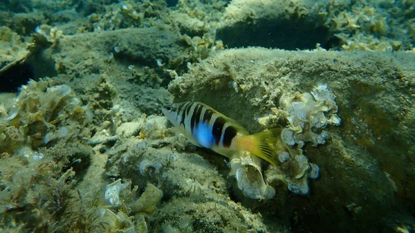 Boyanmış komando (Serranus scriba) denizaltı, Ege Denizi, Yunanistan, Halkidiki