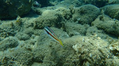 Akdeniz Gökkuşağı Burgusu (Coris julis) deniz altı, Ege Denizi, Yunanistan, Halkidiki