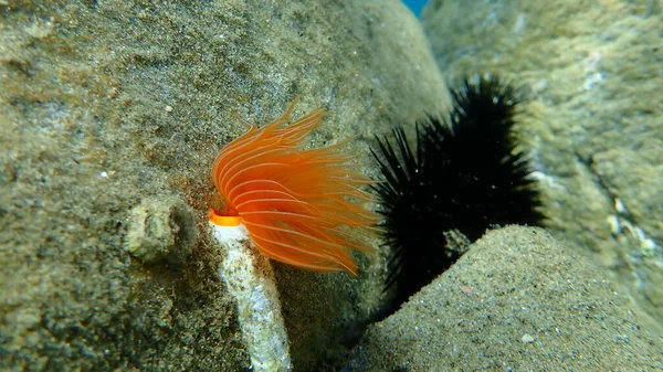 Polychaeta Protula Tubularia Podmorska Morze Egejskie Grecja Halkidiki — Zdjęcie stockowe