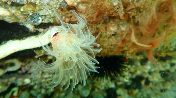 Polychaeta Protula Tubularia Bajo Mar Mar Egeo Grecia Halkidiki —  Fotos de Stock