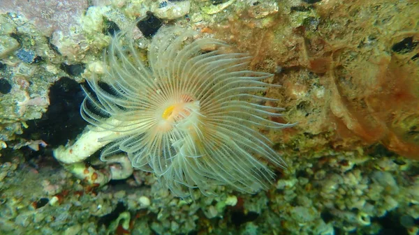 Polychaeta Protula Tubularia Submarino Mar Egeu Grécia Halkidiki — Fotografia de Stock