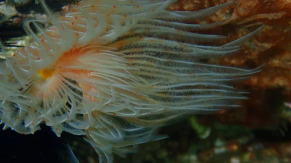 Polychaeta Protula Tubularia Bajo Mar Mar Egeo Grecia Halkidiki — Foto de Stock