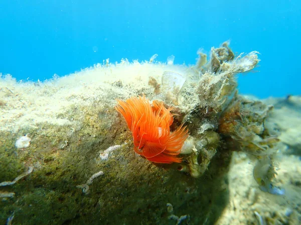 Polychaeta Protula Tubularia エーゲ海 ギリシャ ハルキディキ — ストック写真