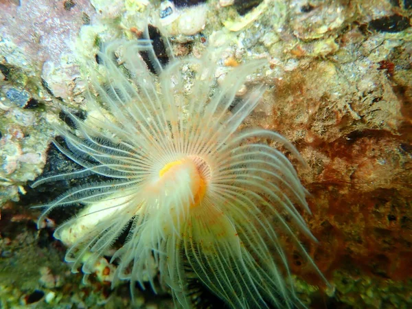 Polychaeta Protula Tubularia Pod Mořem Egejské Moře Řecko Halkidiki — Stock fotografie