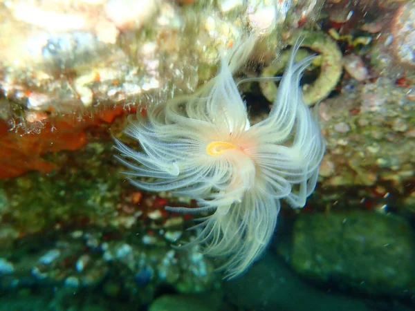 Polychaeta Protula Tubularia Bajo Mar Mar Egeo Grecia Halkidiki —  Fotos de Stock