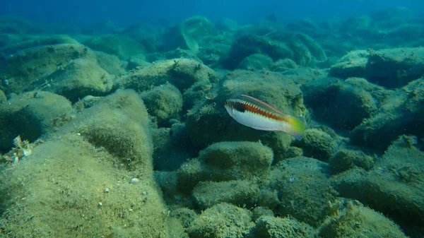 Mittelmeer Regenbogenlippfisch Coris Julis Unter Wasser Ägäis Griechenland Chalkidiki — Stockfoto