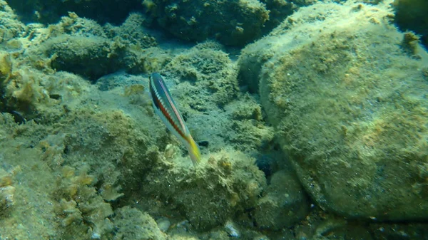 Akdeniz Gökkuşağı Burgusu (Coris julis) deniz altı, Ege Denizi, Yunanistan, Halkidiki