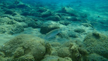 Düz başlı gri kefal, yassı başlı kefal, çizgili kefal (Mugil cephalus) deniz altı, Ege Denizi, Yunanistan, Halkidiki
