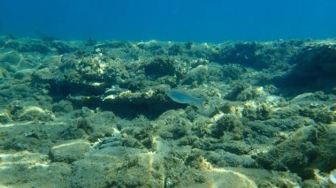 Düz başlı gri kefal, yassı başlı kefal, çizgili kefal (Mugil cephalus) deniz altı, Ege Denizi, Yunanistan, Halkidiki