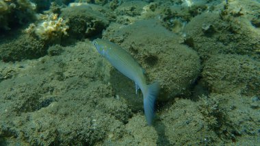 Düz başlı gri kefal, yassı başlı kefal, çizgili kefal (Mugil cephalus) deniz altı, Ege Denizi, Yunanistan, Halkidiki