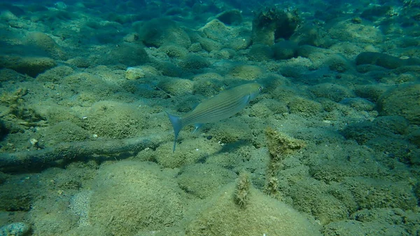 Flathead Grey Mullet Flathead Mullet Pasiasty Mullet Mugil Cephalus Sea — Zdjęcie stockowe