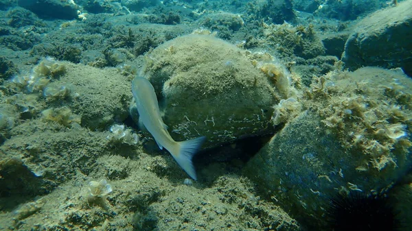 Flathead Grey Mullet Flathead Mullet Striped Mullet Mugil Cephalus Undersea — 스톡 사진