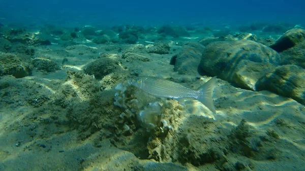 Flathead Meeräsche Flathead Meeräsche Gestreifte Meeräsche Mugil Cephalus Unterwasser Ägäis — Stockfoto