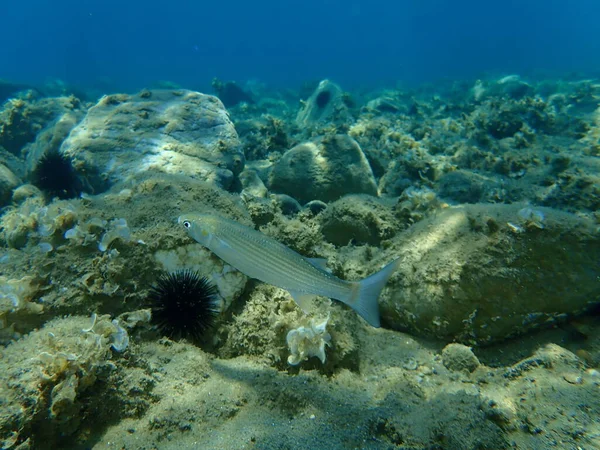 Flathead Meeräsche Flathead Meeräsche Gestreifte Meeräsche Mugil Cephalus Unterwasser Ägäis — Stockfoto