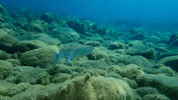 Salmonete Gris Salmonete Salmonete Rayado Mugil Cephalus Submarino Mar Egeo —  Fotos de Stock
