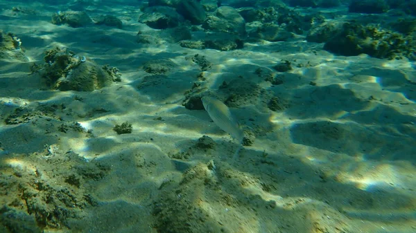 Salmonete Gris Salmonete Salmonete Rayado Mugil Cephalus Submarino Mar Egeo — Foto de Stock