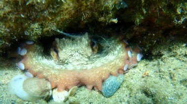Ortak ahtapot (Octopus vulgaris) denizaltı, Ege Denizi, Yunanistan, Halkidiki
