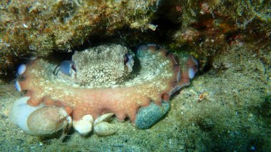 Ortak ahtapot (Octopus vulgaris) denizaltı, Ege Denizi, Yunanistan, Halkidiki