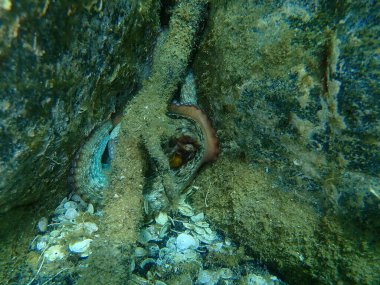 Ortak ahtapot (Octopus vulgaris) denizaltı, Ege Denizi, Yunanistan, Halkidiki