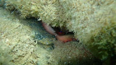 Ortak ahtapot (Octopus vulgaris) denizaltı, Ege Denizi, Yunanistan, Halkidiki