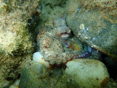 Ortak ahtapot (Octopus vulgaris) denizaltı, Ege Denizi, Yunanistan, Halkidiki