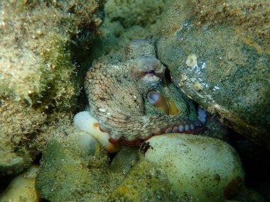 Ortak ahtapot (Octopus vulgaris) denizaltı, Ege Denizi, Yunanistan, Halkidiki