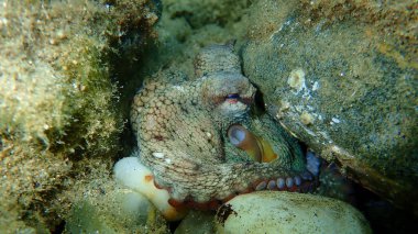 Ortak ahtapot (Octopus vulgaris) denizaltı, Ege Denizi, Yunanistan, Halkidiki