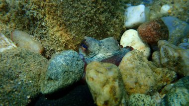 Ortak ahtapot (Octopus vulgaris) denizaltı, Ege Denizi, Yunanistan, Halkidiki