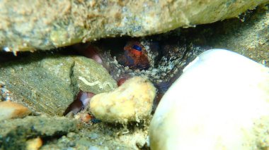 Ortak ahtapot (Octopus vulgaris) denizaltı, Ege Denizi, Yunanistan, Halkidiki