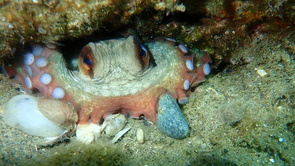 Ortak ahtapot (Octopus vulgaris) denizaltı, Ege Denizi, Yunanistan, Halkidiki