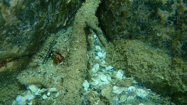 Ortak ahtapot (Octopus vulgaris) denizaltı, Ege Denizi, Yunanistan, Halkidiki