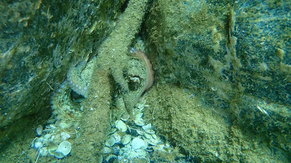 Ortak ahtapot (Octopus vulgaris) denizaltı, Ege Denizi, Yunanistan, Halkidiki