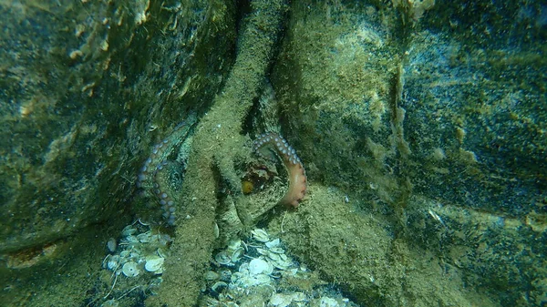 Ortak ahtapot (Octopus vulgaris) denizaltı, Ege Denizi, Yunanistan, Halkidiki