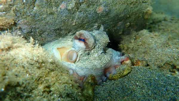 Pieuvre Commune Octopus Vulgaris Sous Marine Mer Égée Grèce Chalcidique — Photo