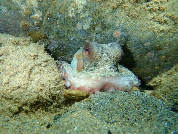 Pulpo Común Octopus Vulgaris Submarino Mar Egeo Grecia Halkidiki —  Fotos de Stock