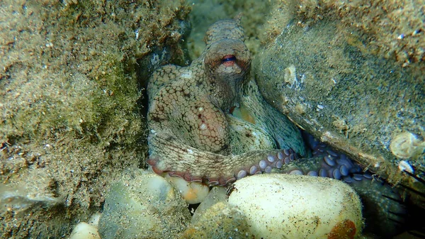 Ortak ahtapot (Octopus vulgaris) denizaltı, Ege Denizi, Yunanistan, Halkidiki