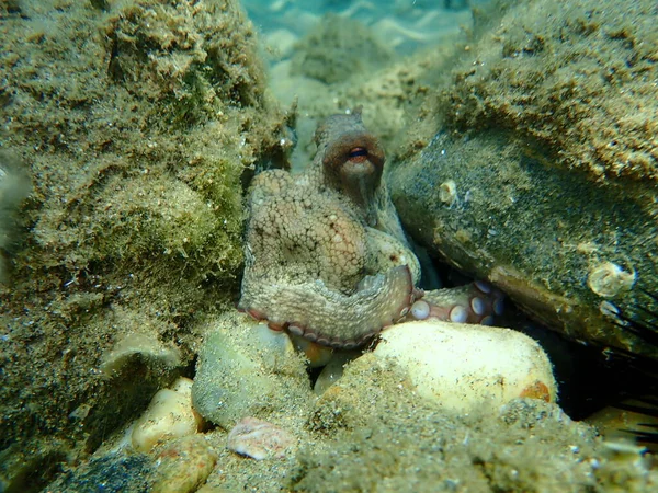 Polvo Comum Octopus Vulgaris Submarino Mar Egeu Grécia Halkidiki — Fotografia de Stock