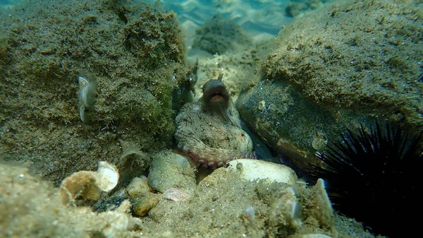 Ortak Ahtapot Octopus Vulgaris Denizaltı Ege Denizi Yunanistan Halkidiki — Stok fotoğraf