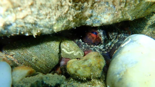 Ortak ahtapot (Octopus vulgaris) denizaltı, Ege Denizi, Yunanistan, Halkidiki
