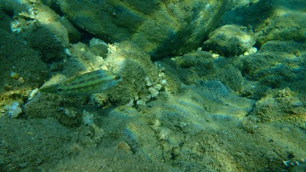 Atlantico Orientale Pavone Wrasse Symphodus Tinca Sottomarino Mar Egeo Grecia — Foto Stock