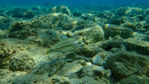 Pfauenlippfisch Symphodus Tinca Unter Wasser Ägäis Griechenland Chalkidiki — Stockfoto