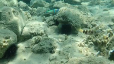 Süslü wrasse (Thalassoma pavo) erkek denizaltı, Ege Denizi, Yunanistan, Halkidiki