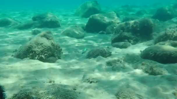 Ornate Wrasse Thalassoma Pavo Maschio Sott Acqua Mar Egeo Grecia — Video Stock