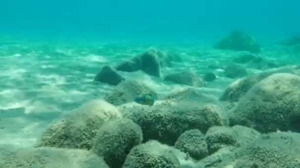 Süslü Wrasse Thalassoma Pavo Erkek Denizaltı Ege Denizi Yunanistan Halkidiki — Stok video