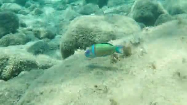 Süslü Wrasse Thalassoma Pavo Erkek Denizaltı Ege Denizi Yunanistan Halkidiki — Stok video