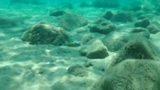 Zdobené Vrásky Thalassoma Pavo Samec Pod Mořem Egejské Moře Řecko — Stock video