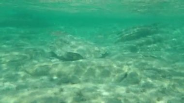 Düz başlı gri kefal, yassı başlı kefal, çizgili kefal (Mugil cephalus) deniz altı, Ege Denizi, Yunanistan, Halkidiki