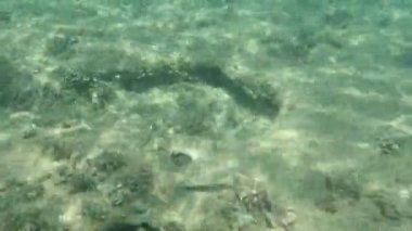 Düz başlı gri kefal, yassı başlı kefal, çizgili kefal (Mugil cephalus) deniz altı, Ege Denizi, Yunanistan, Halkidiki