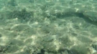 Düz başlı gri kefal, yassı başlı kefal, çizgili kefal (Mugil cephalus) deniz altı, Ege Denizi, Yunanistan, Halkidiki